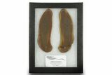 Tully Monster (Tullimonstrum) Nodule (Pos/Neg) - Mazon Creek #379384-3